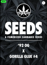 BUDS AND ROSES - 92 OG x Gorilla Glue #4 - Packet of 6 Seeds
